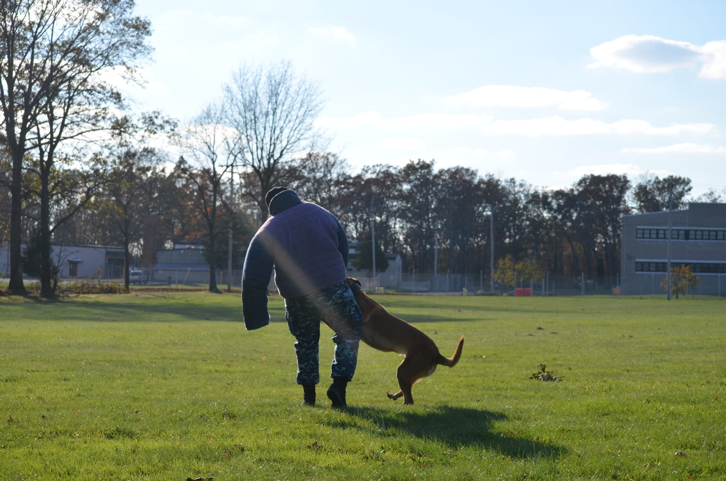 Protection dog taking a leg bite on a decoy in a bite suit