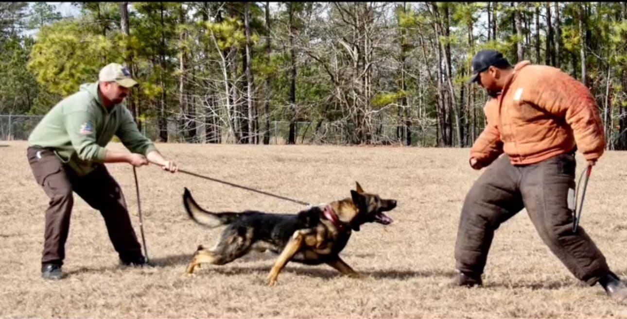 Handler holding a German Shepherd on a long line as it drives toward a decoy in a bite suit