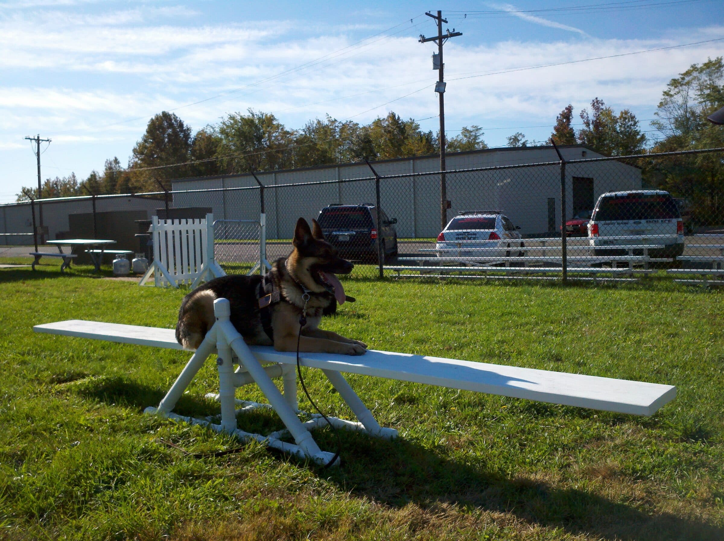 German Shepherd holding a down on an agility plank during training
