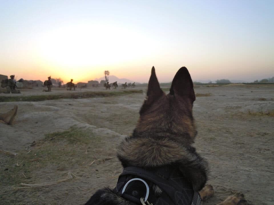 Working dog watching a patrol move out across open ground at sunset