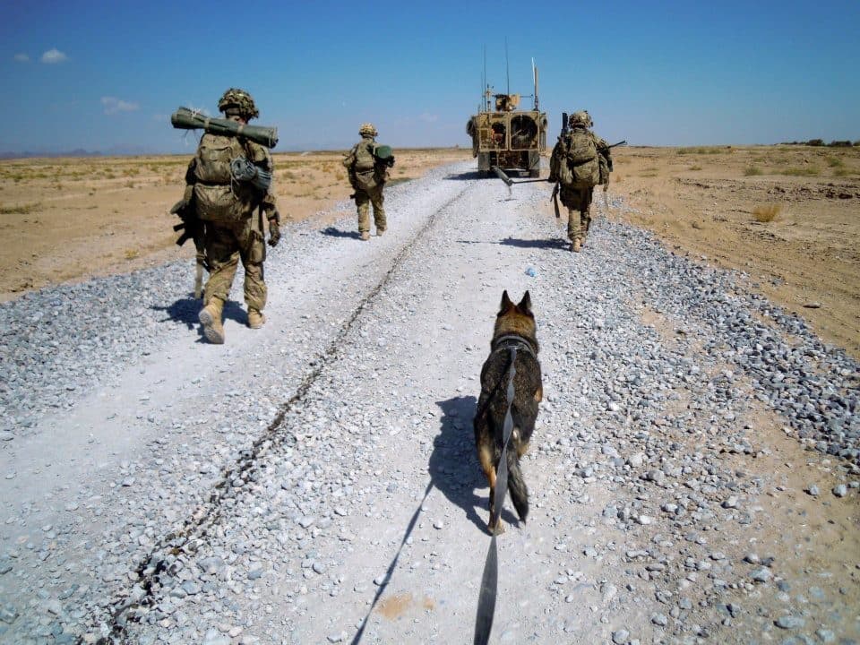 Working dog leading a foot patrol down a gravel route ahead of an armored vehicle
